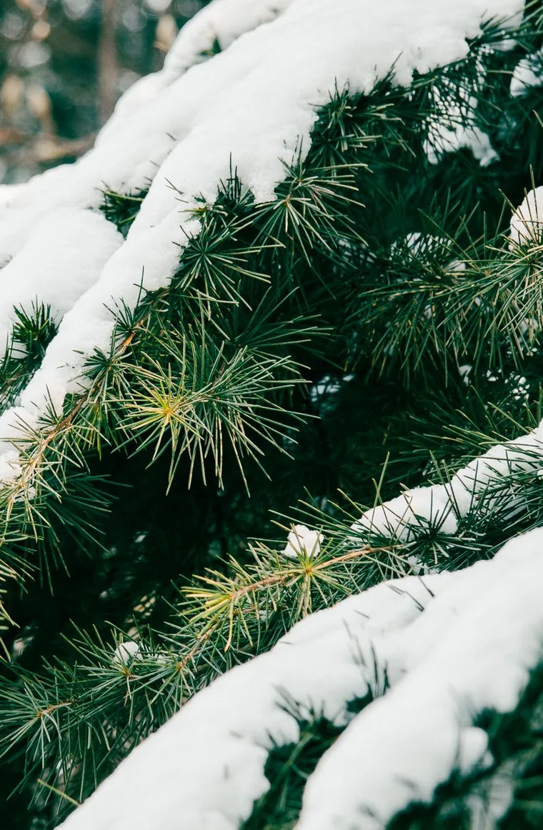 Snow resting on the needles of a pine branch