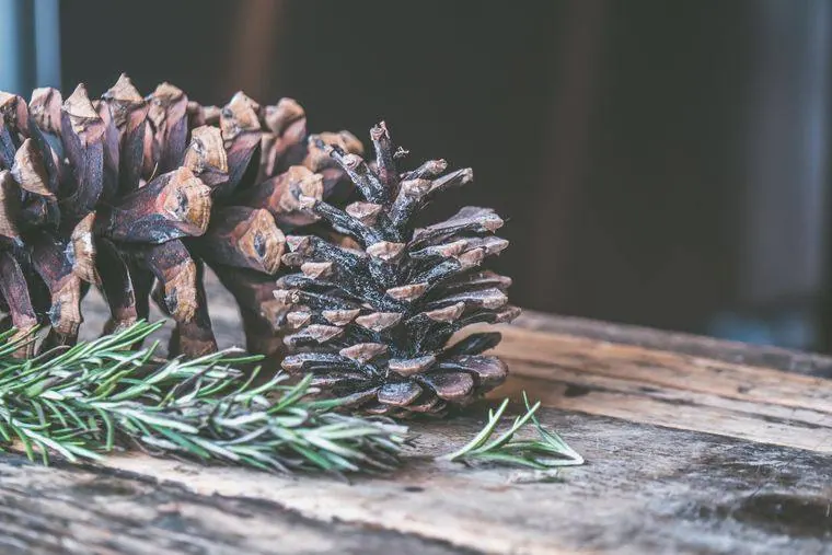 Pine cones on a wooden table